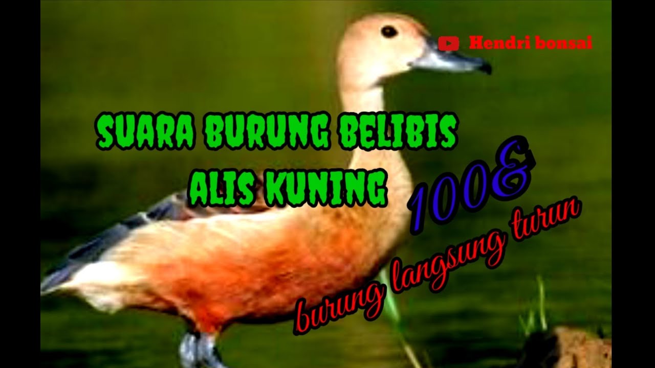 suara burung belibis alis kuning yang paling jos