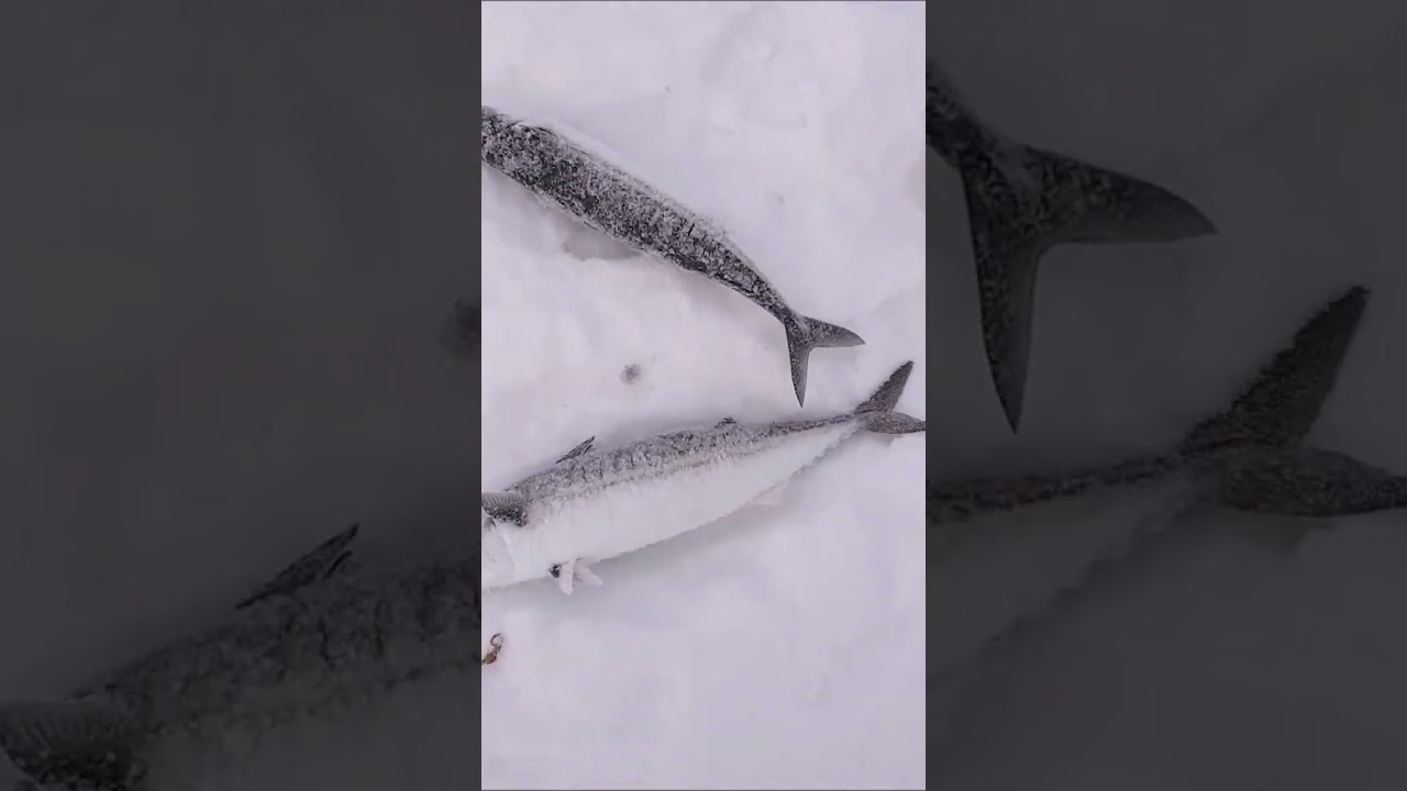Ice fishing - Norway - Oslofjorden - Mackerel -  Isfiske - Makrell