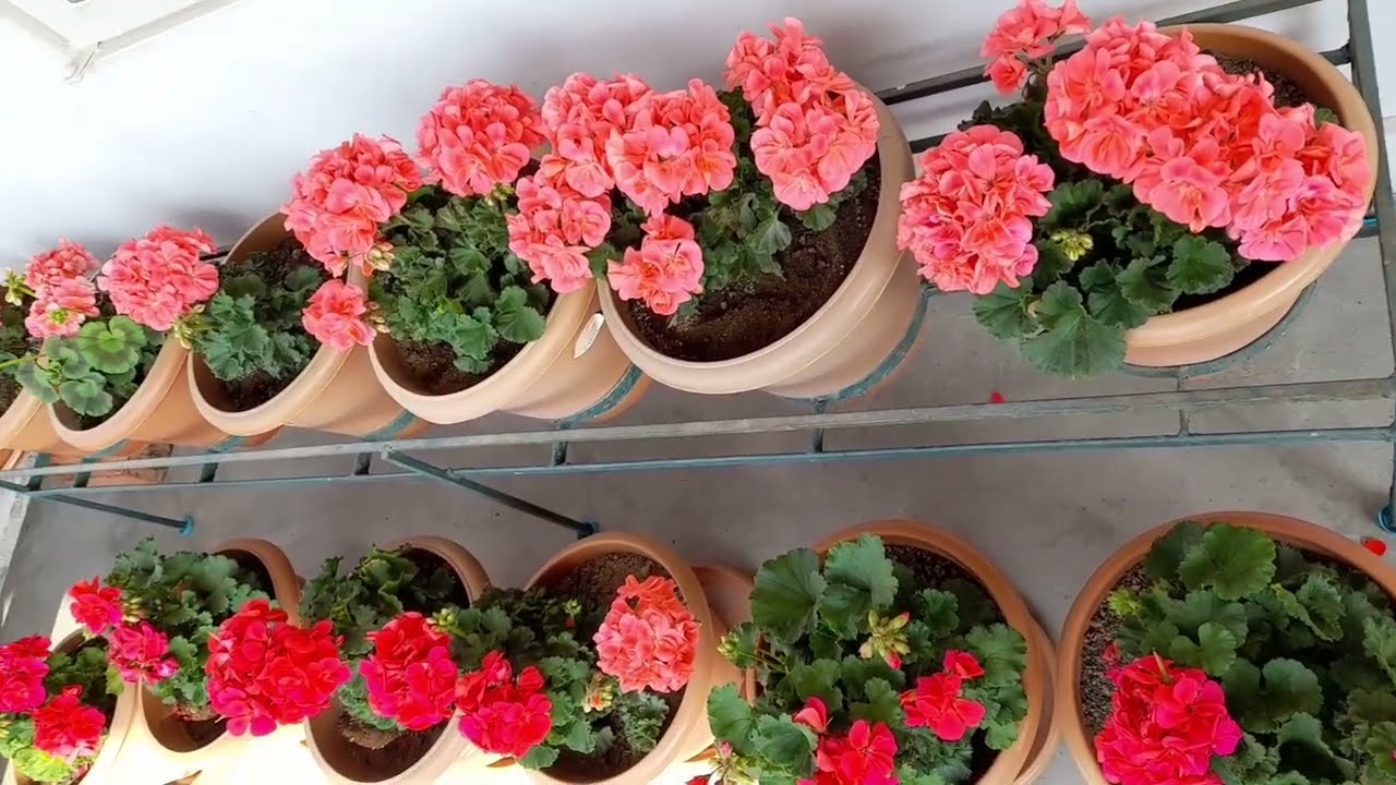 Geraniums flowers of 2026# syntiew sying #Geraniums 🌸🌸🌸🌺