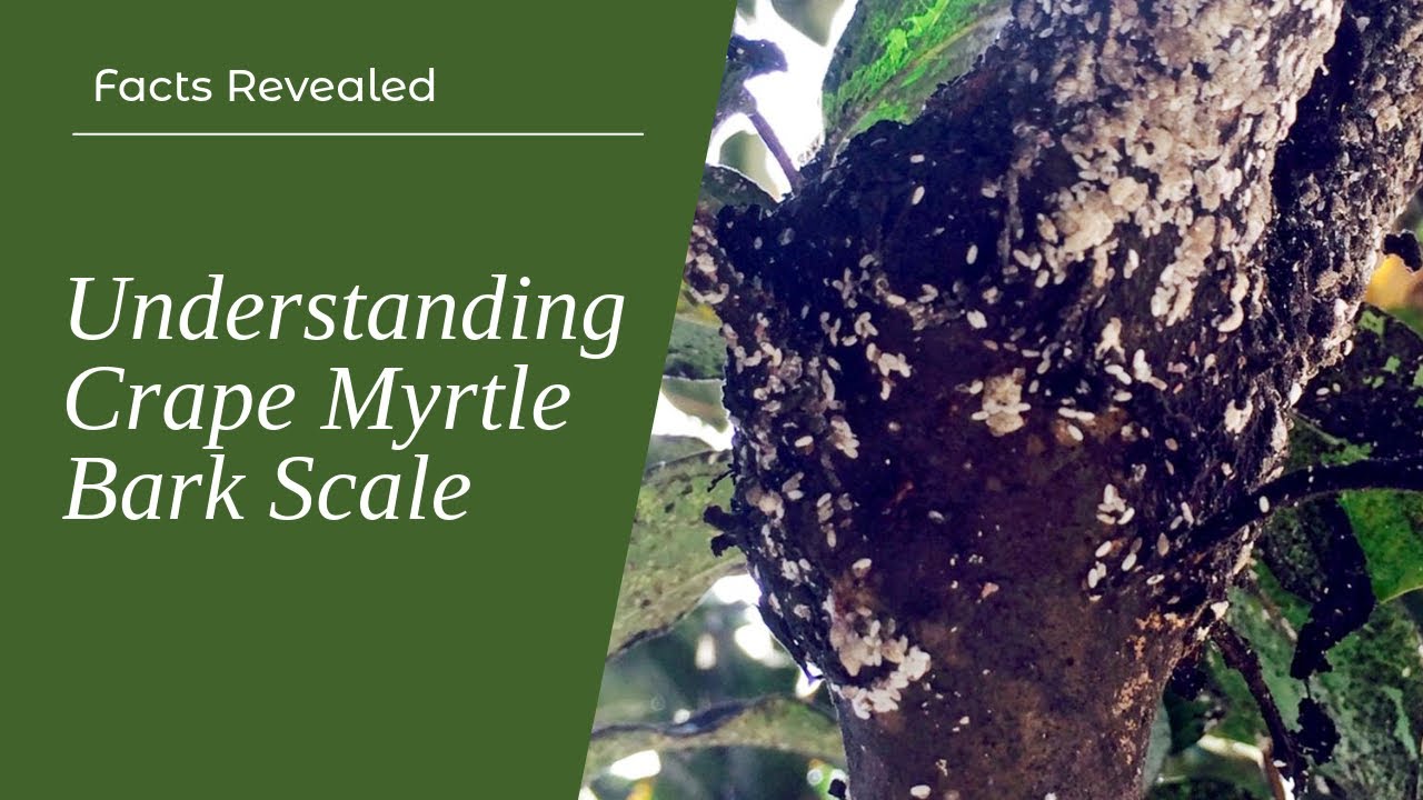 Crape Myrtle Bark Scale