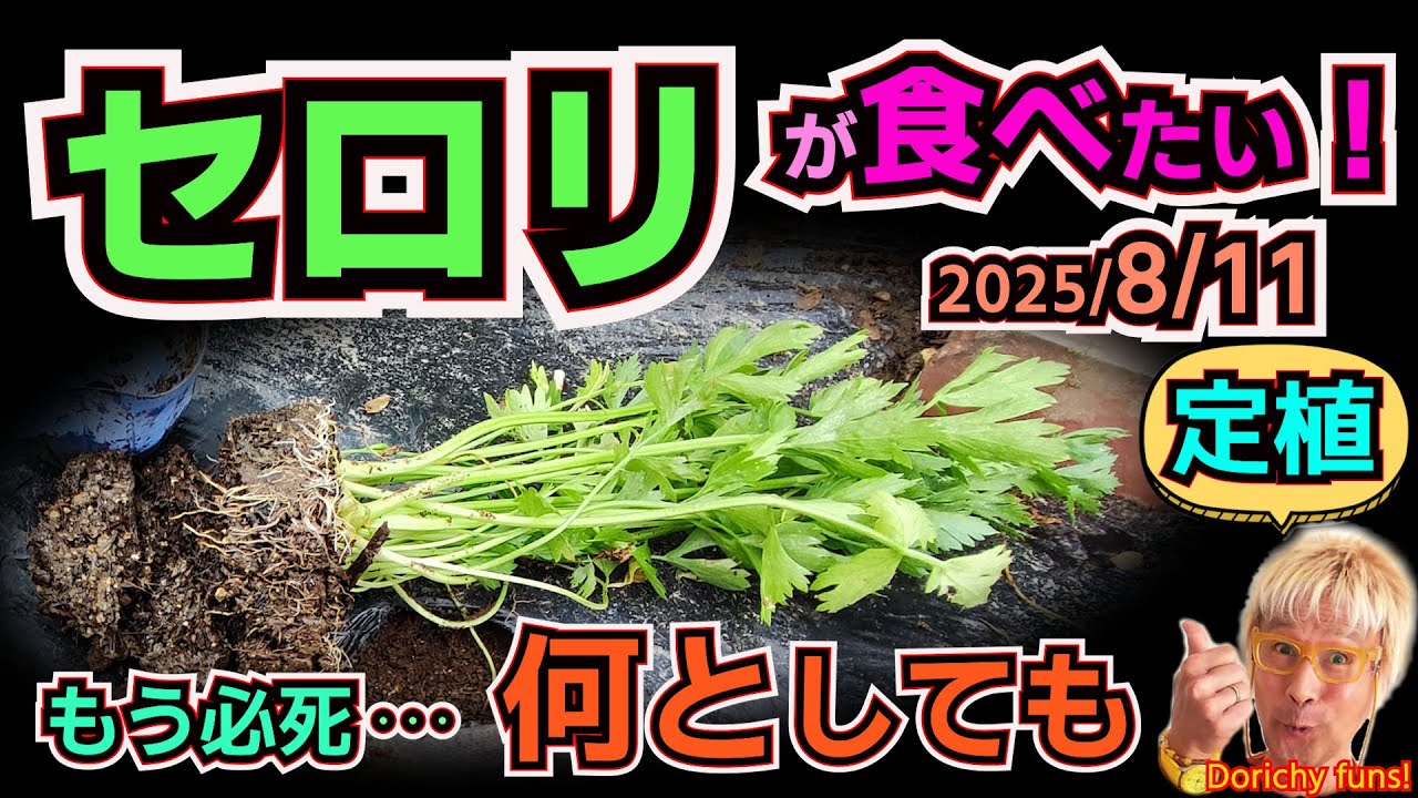 #165 上手に栽培できない！ってか枯れて全滅する　で、自動潅水で水切らさない　気になる根張りが心配