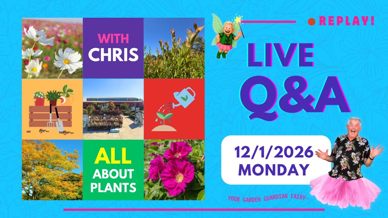 Live Q&A Monday 12th Jan