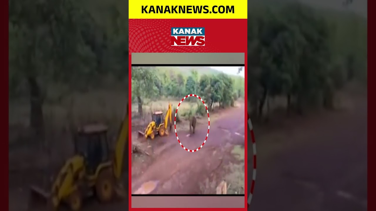 Panic in Keonjhar as Wild Tusker Enters Residential Area | Kanak News Shorts