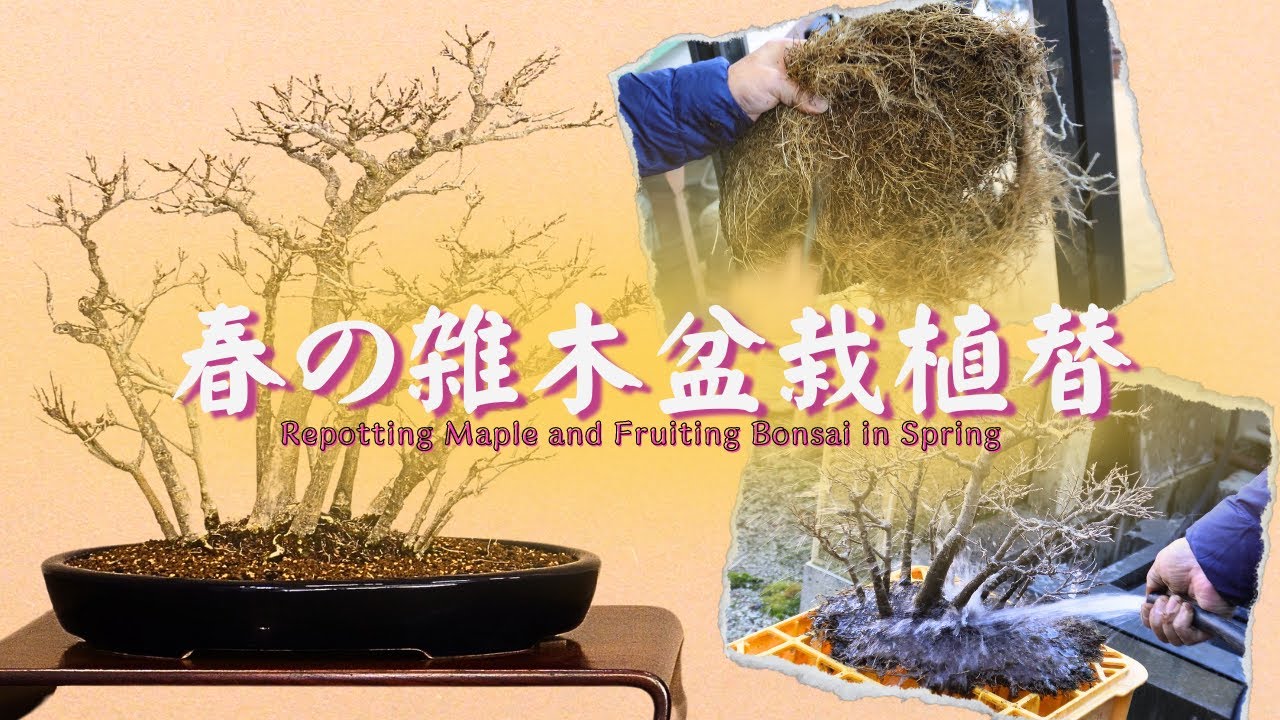 春の雑木盆栽植え替え～健やかに春を迎えるための準備～