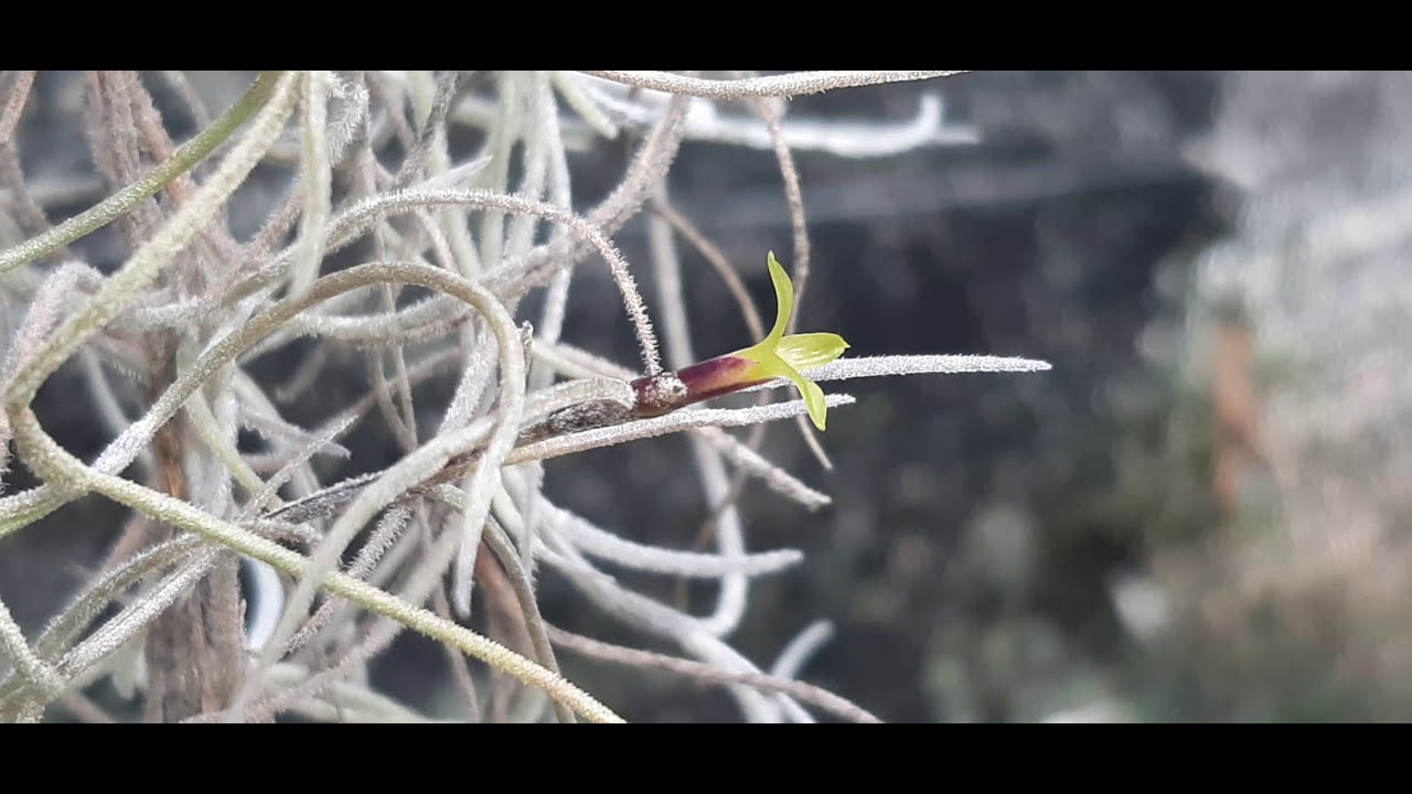 Tillandsia usneoides. A Barba de Velho.