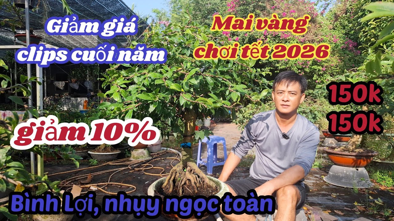 24/01/2026💥Mai vàng chơi tết 2026-siêu bông bình lợi  nhụy ngọc toàn ☎️0986 884 318 Cường 