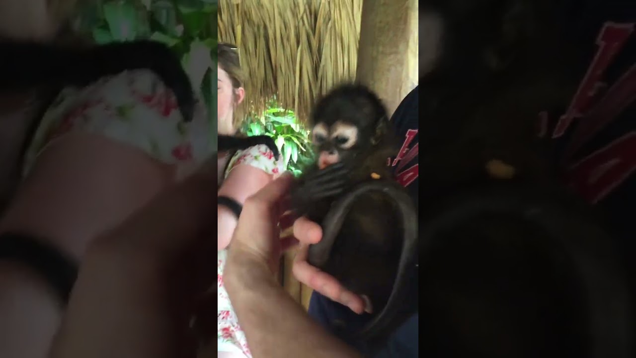 Baby monkey feeding time🐒🍑