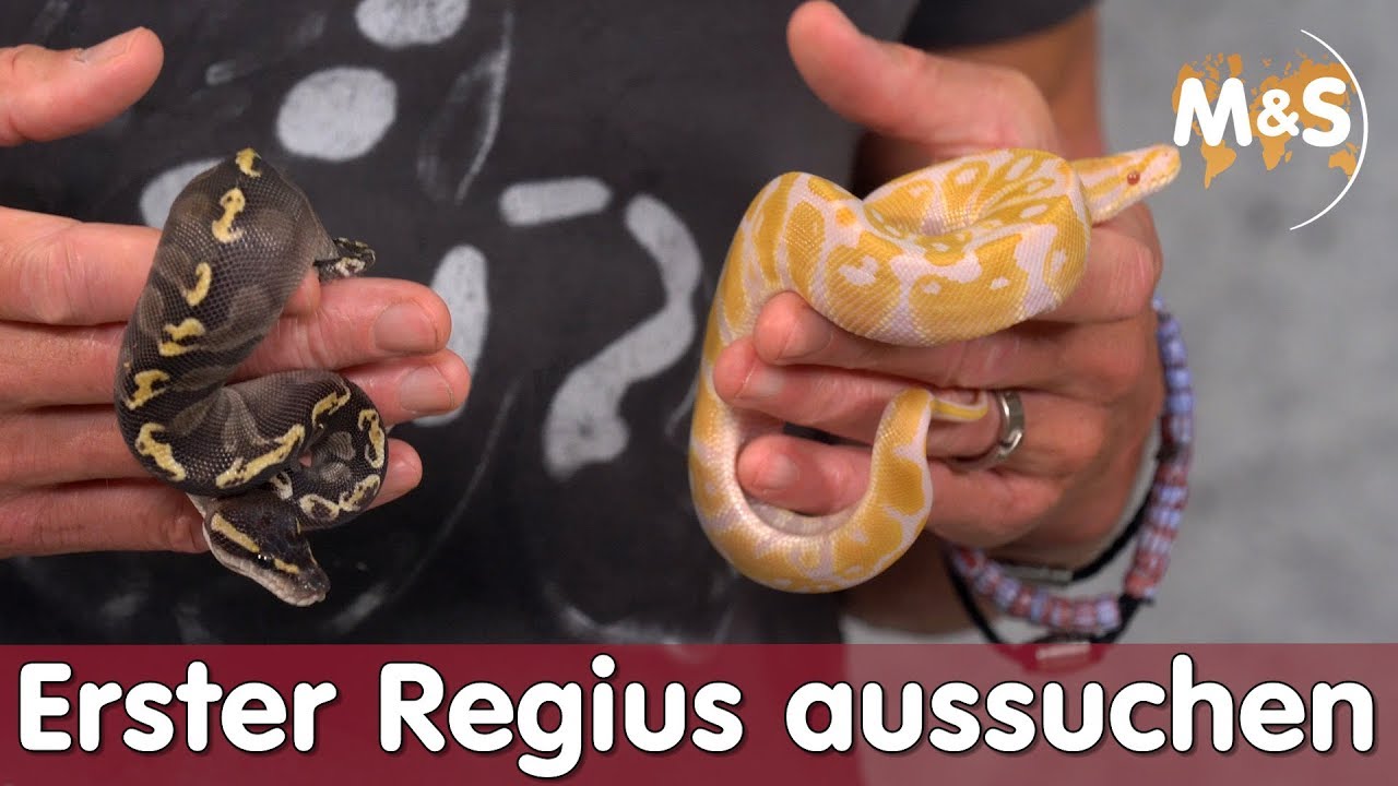 Erster Regius aussuchen? | Farbe & Geschlecht | Reptil TV