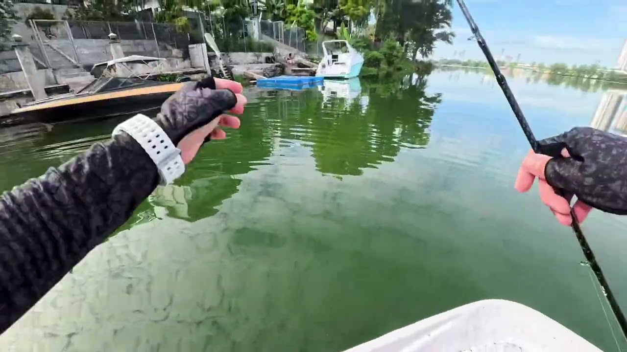 Chasing Giant Snakehead Guarding Fry – Explosive Strikes!
