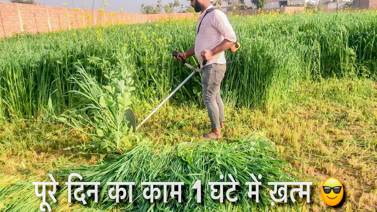 Green fodder | cutting | grass cutter | akash Yadav rs