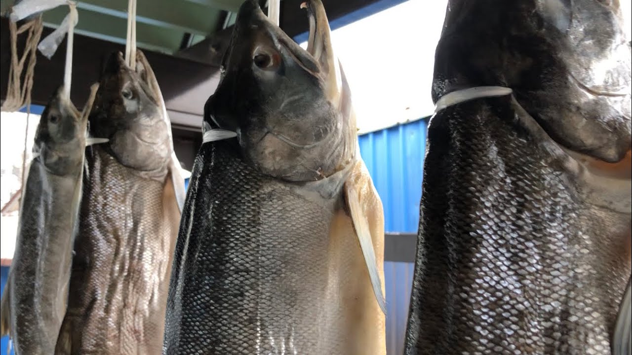 旨味が違う！鮭の山漬けの仕上げ方の巻き