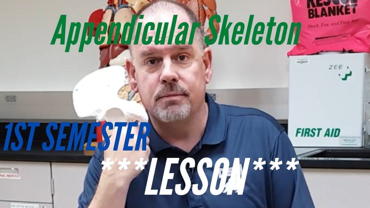 Appendicular SKELETON:  Lesson, First Semester