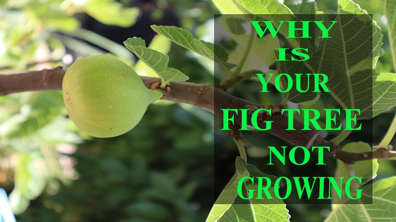 This Is Why Your Fig Tree Is NOT Growing