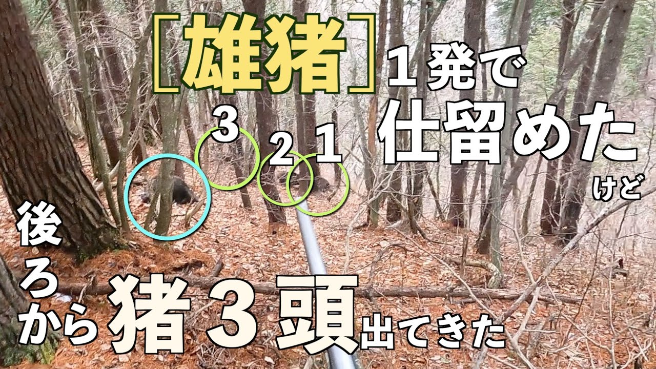 #17 猪の群れを発見！猟犬トラウマ脱却なるか!?