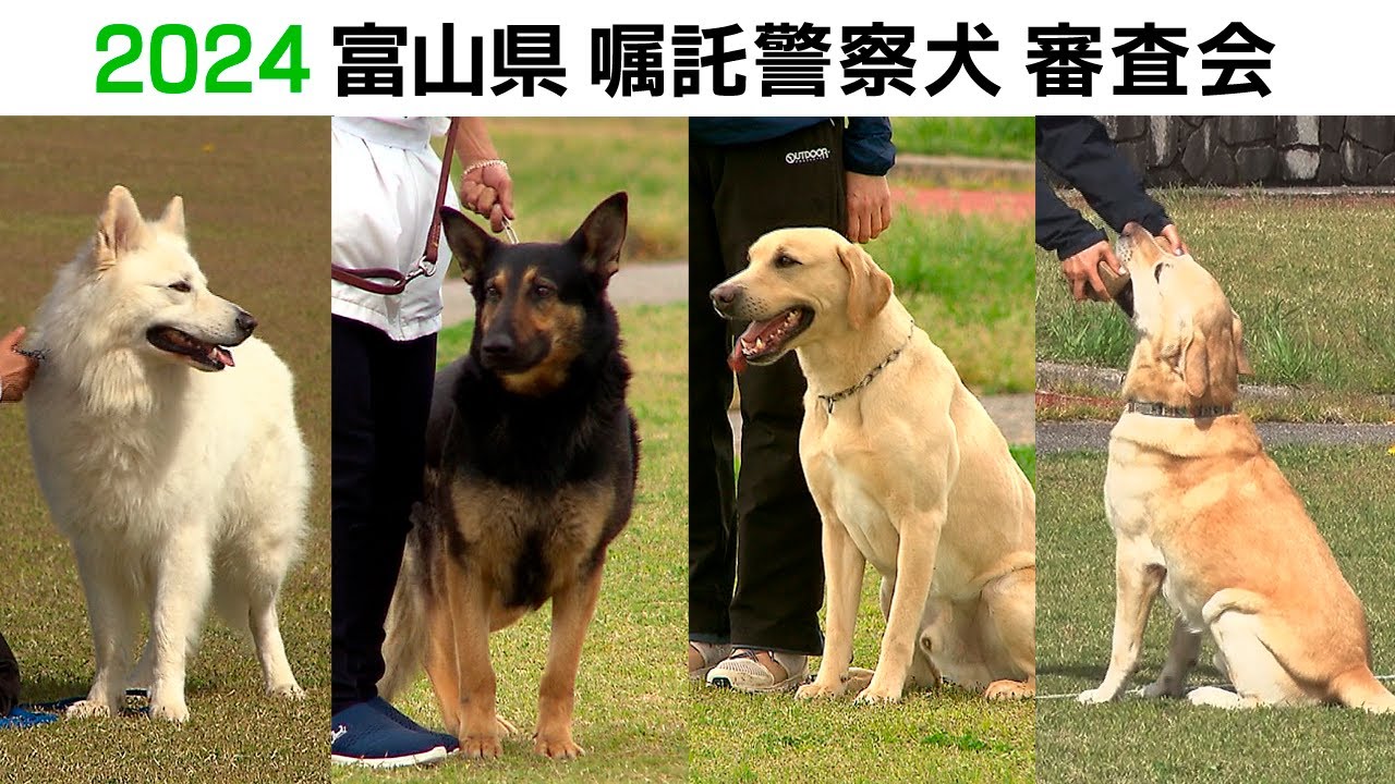 2024年度 嘱託警察犬の審査会 　※ビビアン号の捜索救助のナレーションがマックス号になっていました。申し訳ございません。