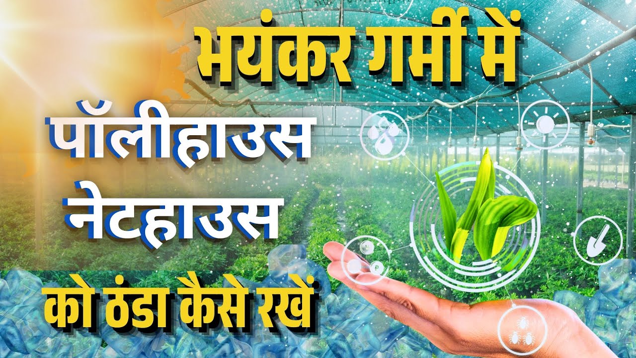 How to control temperature in Polyhouse and Nethouse | ग्रीनहाउस तापमान कैसे कम करें | by PC Verma