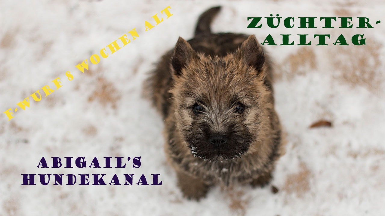8 Wochen alt - Erster Schnee, Impfung, Chip | Hundekanal | Cairn Terrier