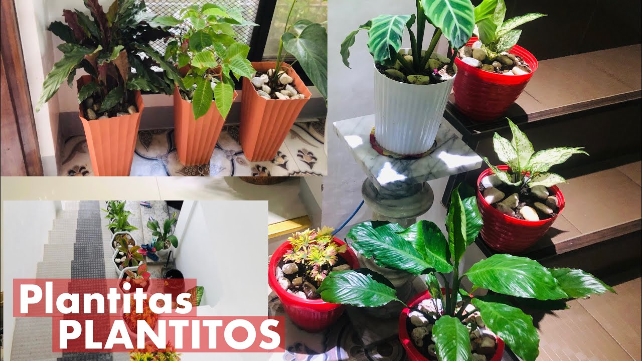 VIRAL INDOOR PLANTS FOR PLANTITAS & PLANTITOS| Super ganda only here in the Philippines!