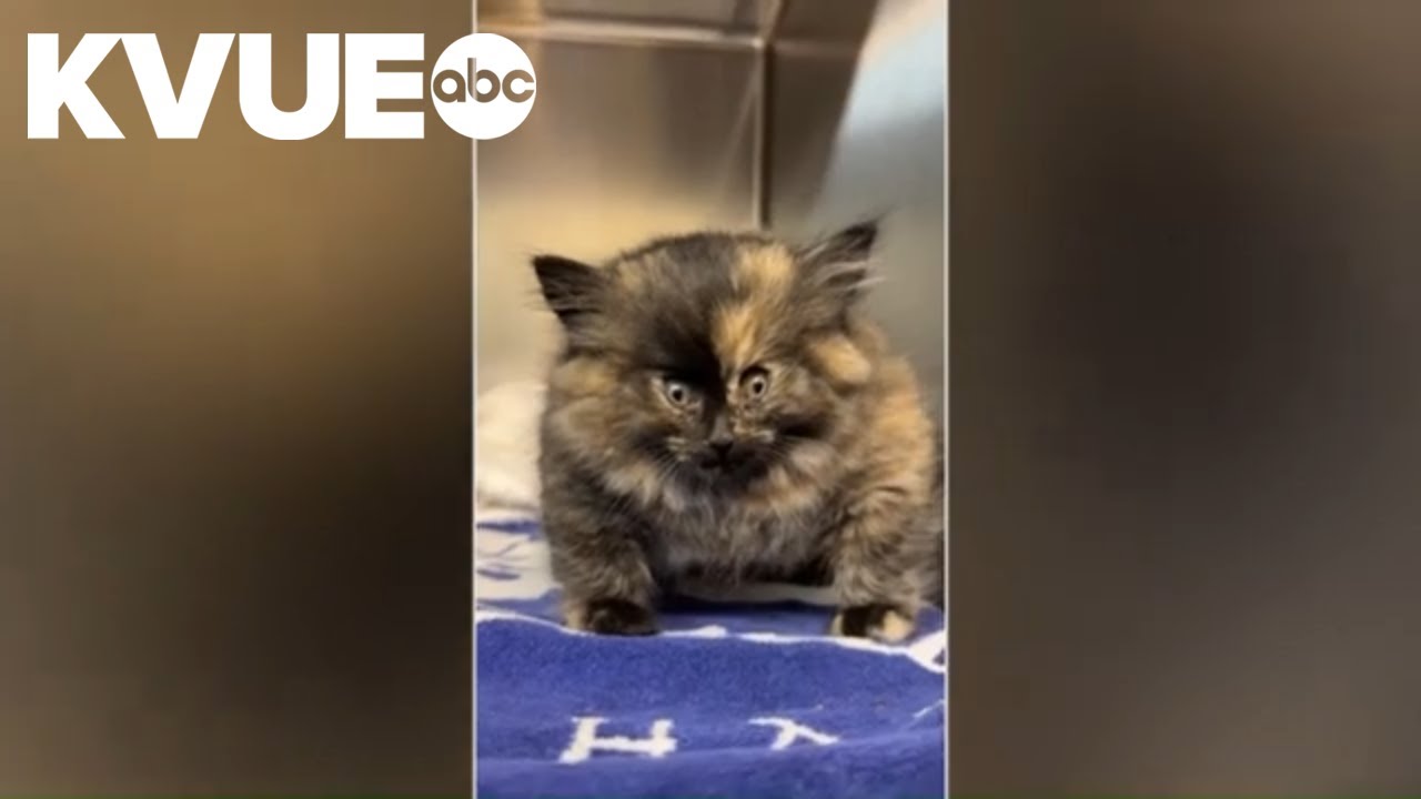 'Inflated' kitten receiving care in California