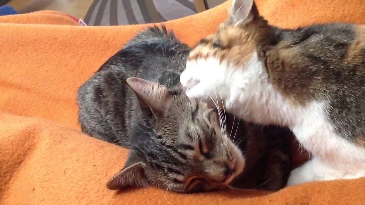 Gegenseitige Katzenwäsche