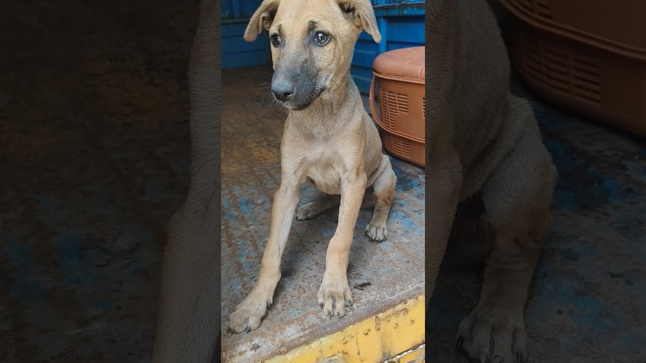 cute dog videos for dogs to watch 