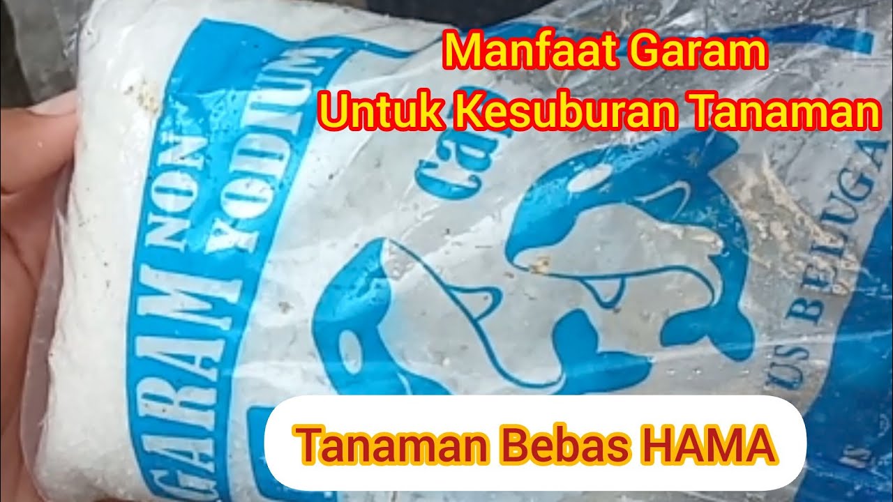 10 Manfaat Garam Kasar Untuk Kesuburan Tanaman Yang Jarang Di Ketahui