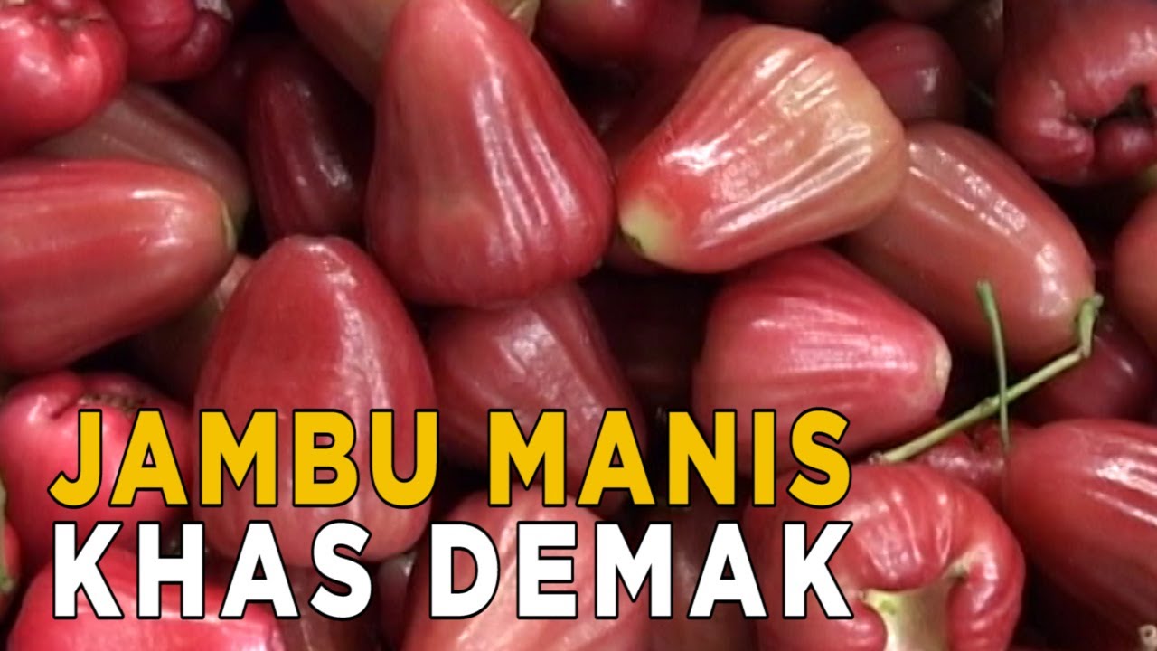 Mencoba manisnya jambu air dari Demak | JELANG SIANG