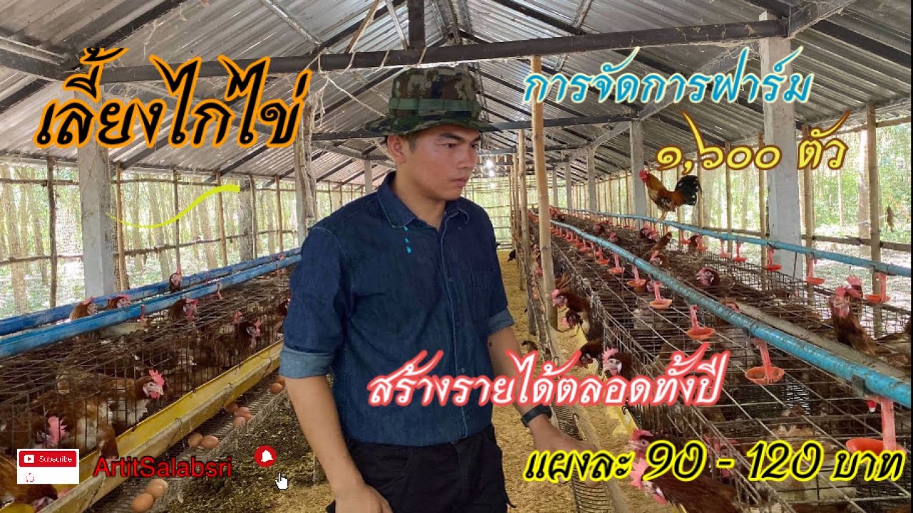 เลี้ยงไก่ไข่ 1,600 ตัว เทคนิคการเลี้ยงไก่ไข่สร้างรายได้ 45,000-50,000 บาทต่อเดือน #เลี้ยงไก่ไข่พารวย