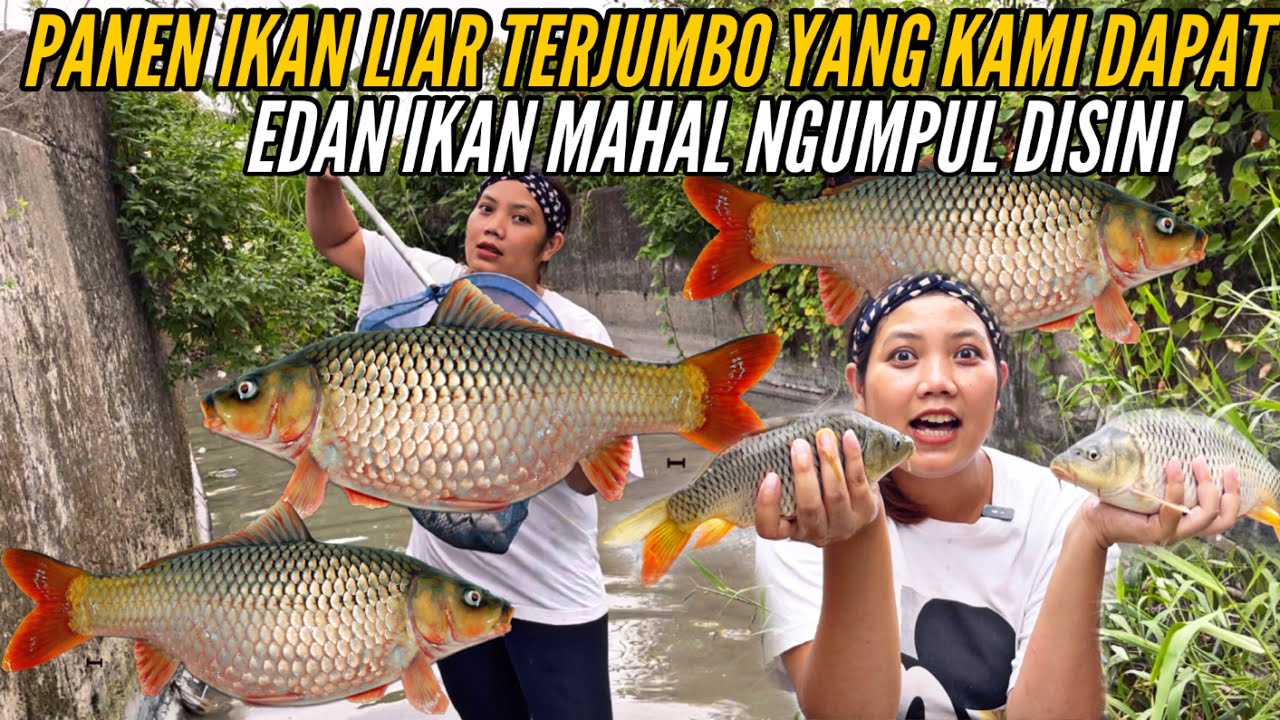 AMAZING PANEN IKAN LIAR DAPAT IKAN MOSTER MAHAL  DAN SE JUMBO INI DAPAT NYA