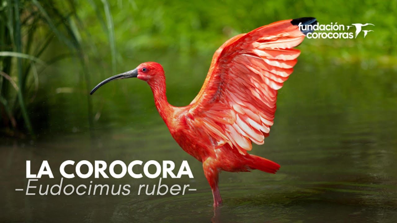 🔴 La corocora, un s&iacute;mbolo de los llanos de la Orinoqu&iacute;a