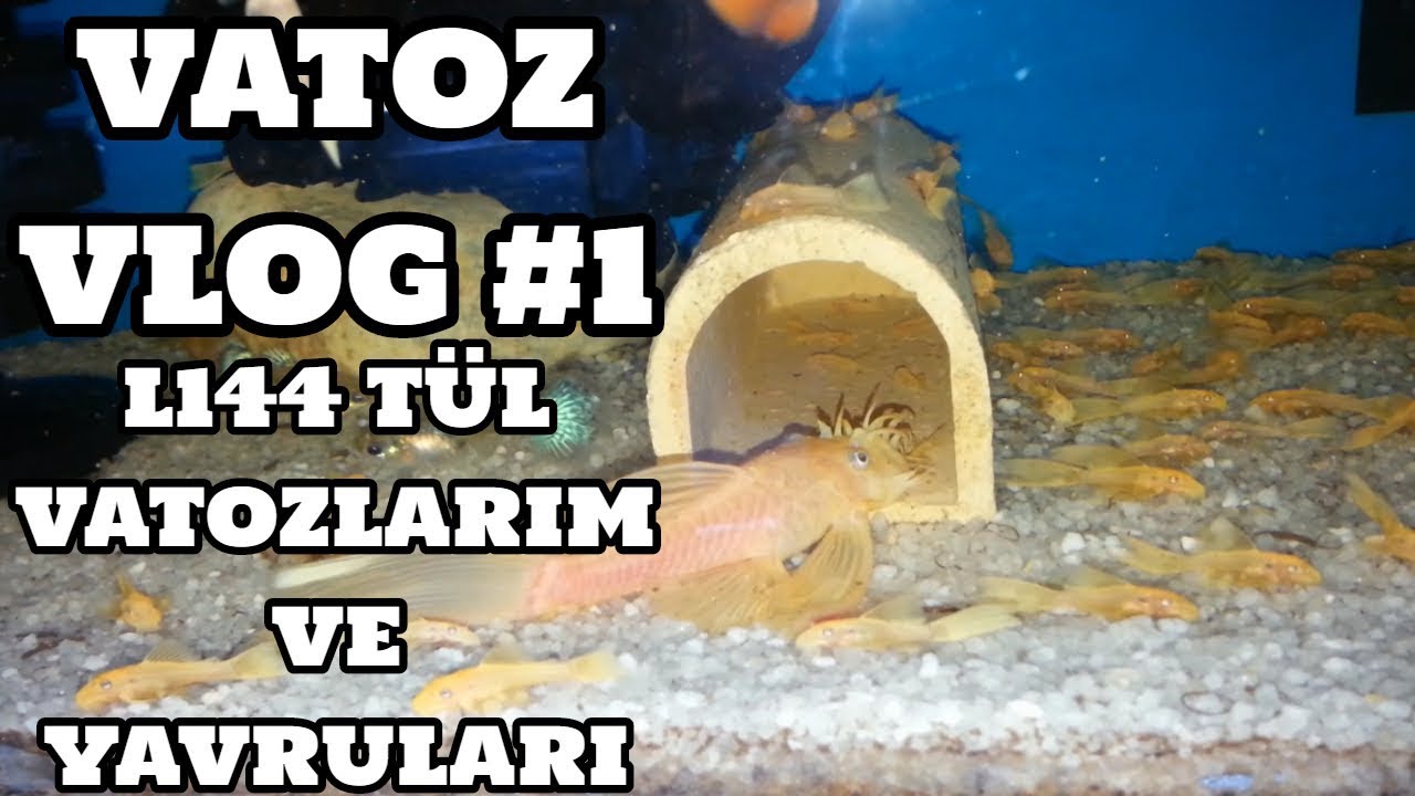 Vatoz Vlog #1 (L144 Vatozlarım ve Yavruları)