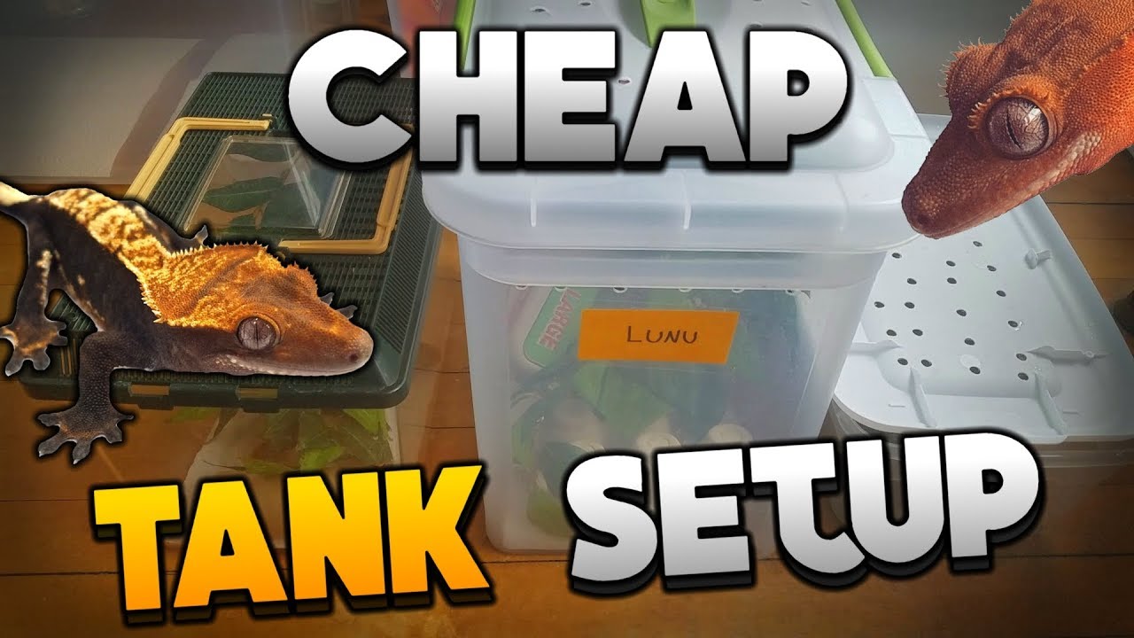 How To Setup A Baby Crested Or Gargoyle Gecko Cage For Less Than $10!