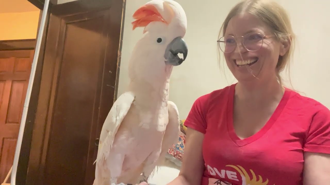 Parrot vs. Theremin: Misha the Moluccan Cockatoo's Musical Mayhem