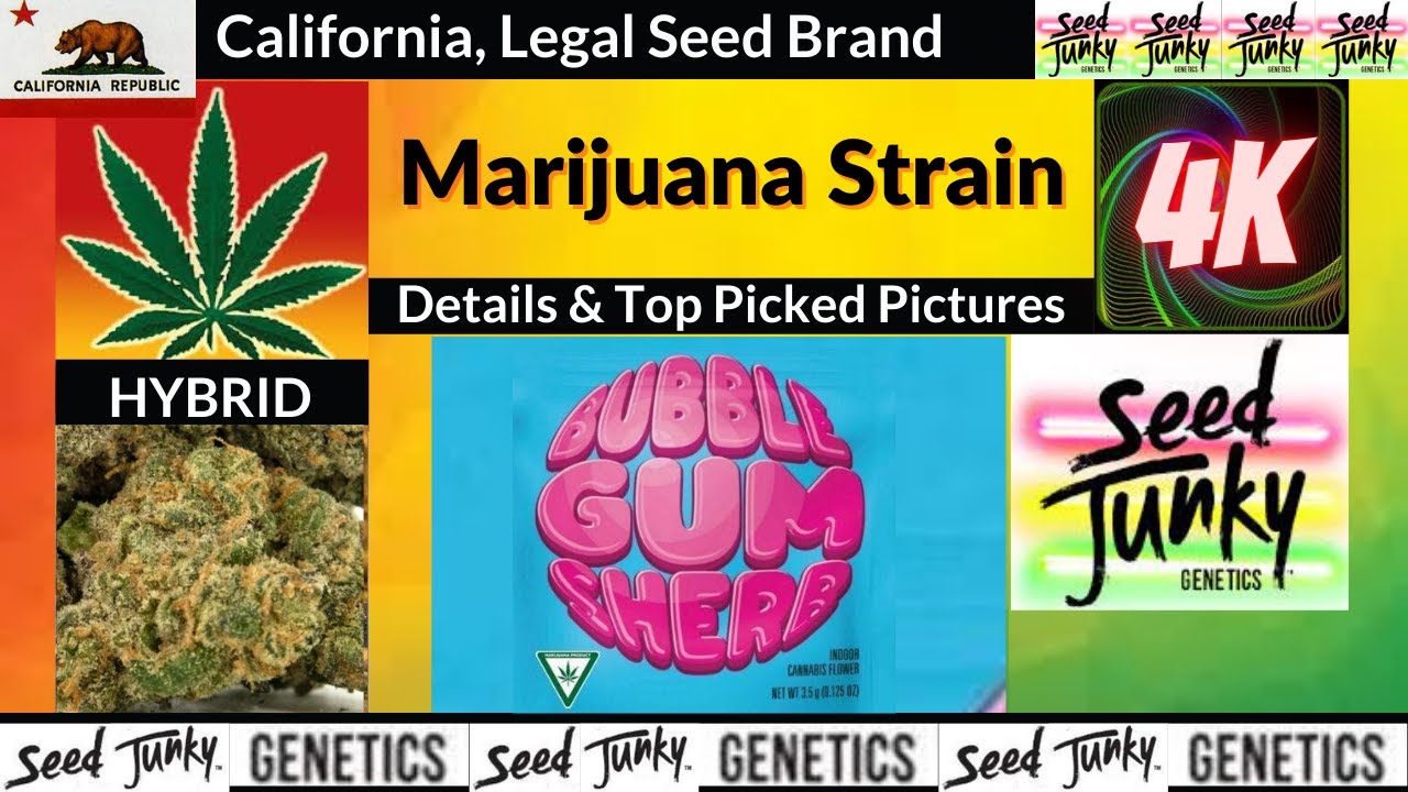 Bubblegum Sherb Seed Junky Genetics Details