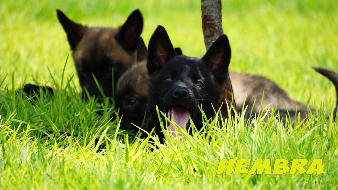 Venta de cachorros pastor belga malinois con pedigree internacional