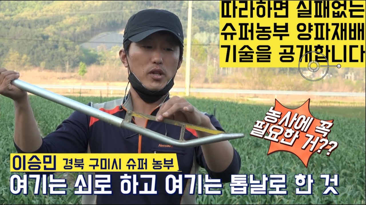 [한국농수산TV] 따라하면 돈 벌수 있는 슈퍼농부 양파 재배기술 제 1편 - 양파모종 관리