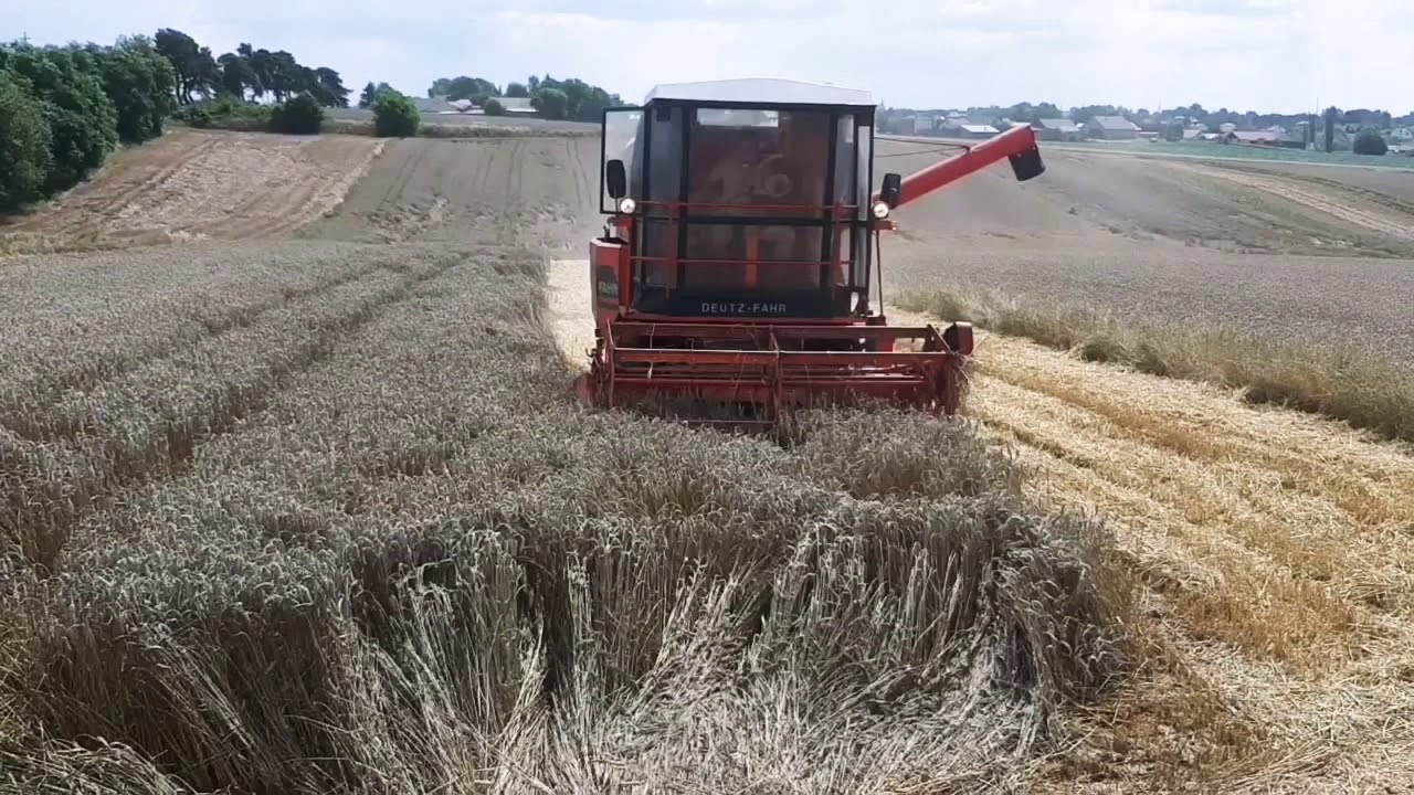 Żniwa 2019 Deutz Fahr m660 & Podorywka Same Laser 130