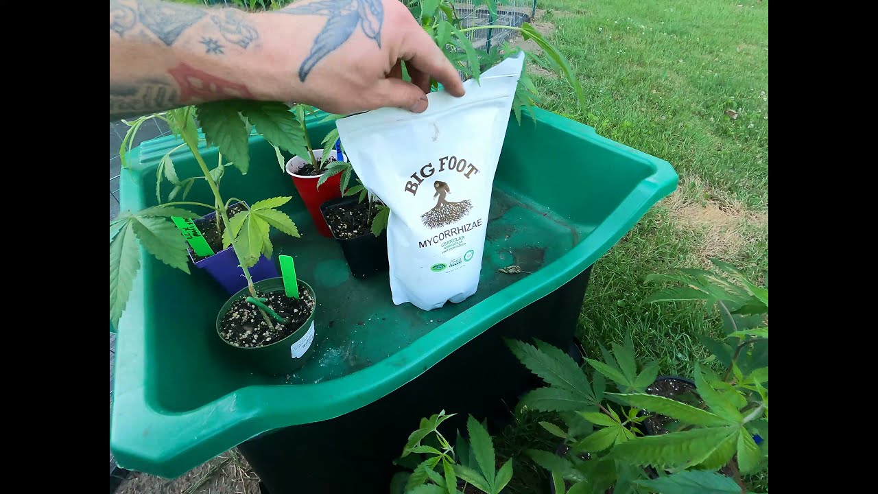 Transplanting Cannabis Plants Indoors to Outdoor Grow