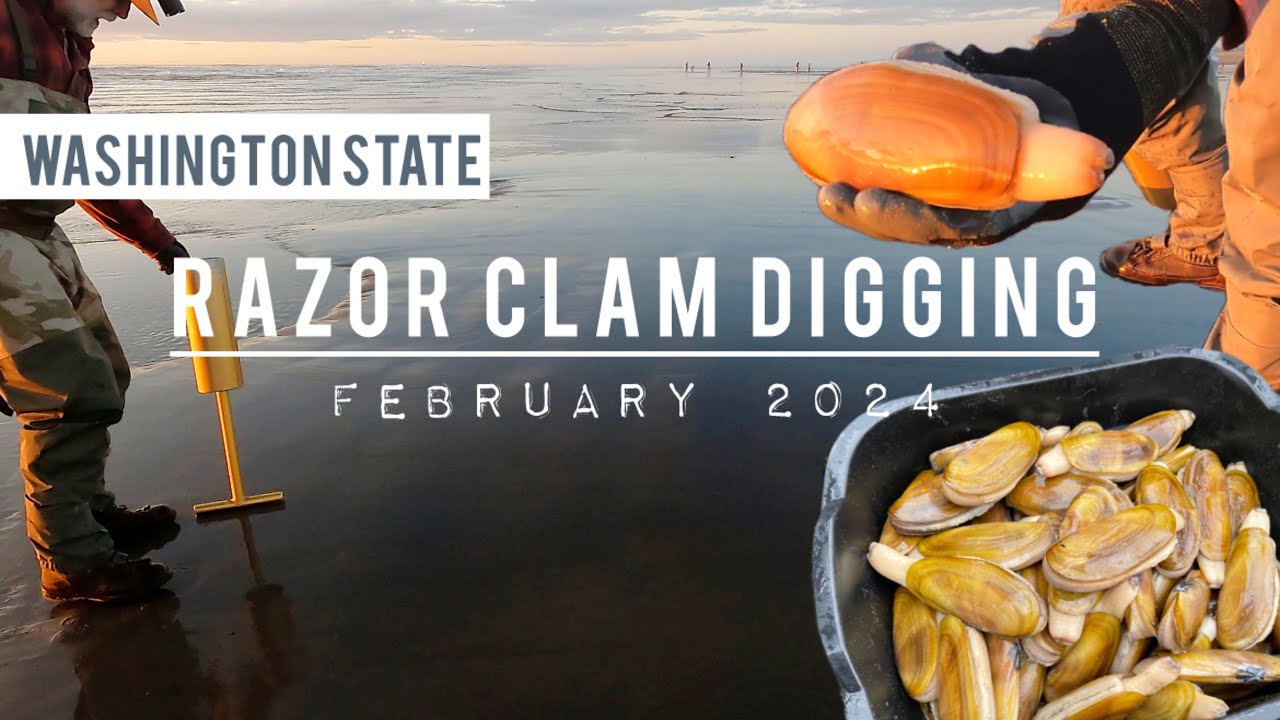 Razor Clam Digging, Washington State, February 2024