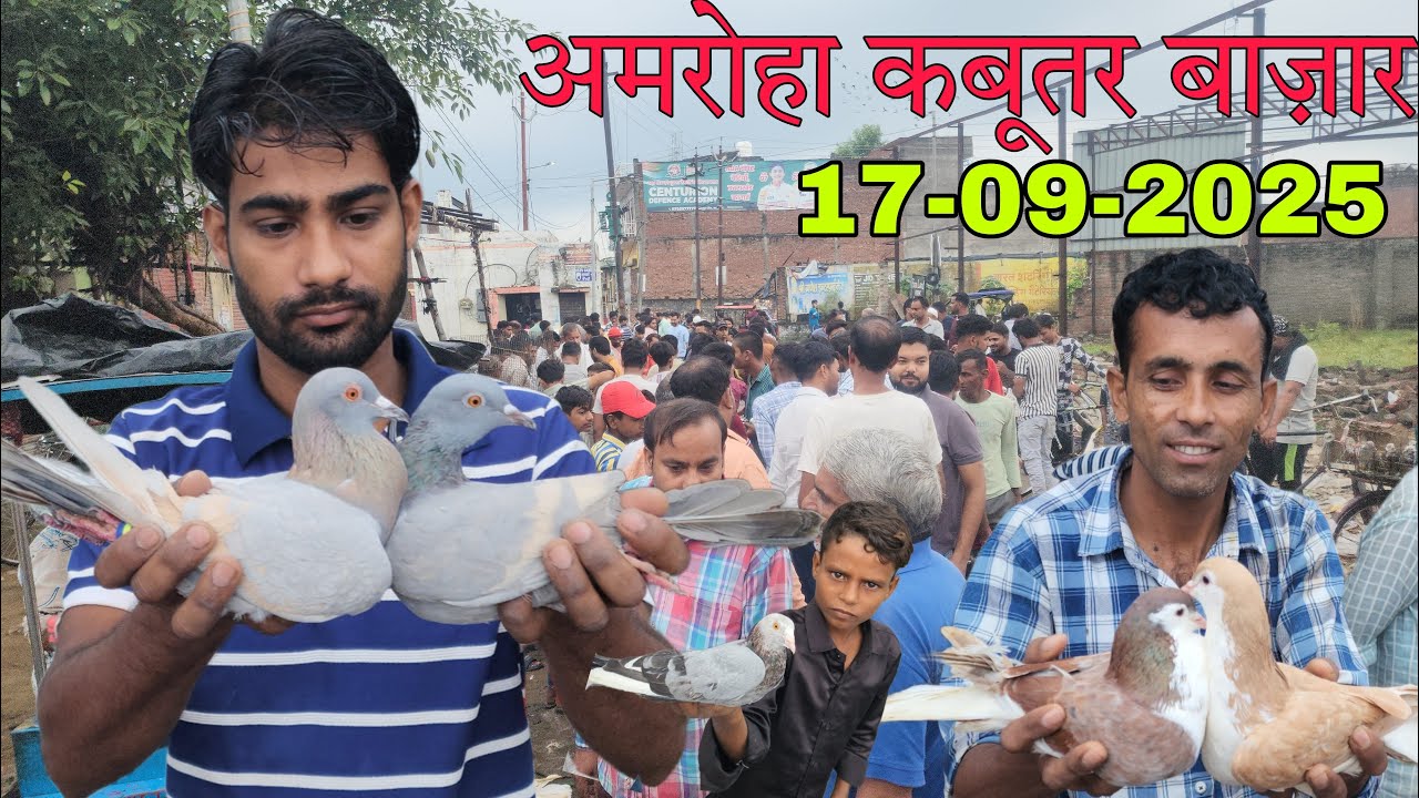 Amroha kabootar market 🕊️ 17-09-2025. अमरोहा कबूतर बाज़ार। Gola kabootar market