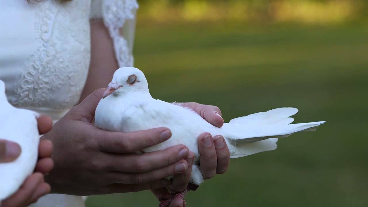 Wedding Dove Release - Visions of White Dove Release