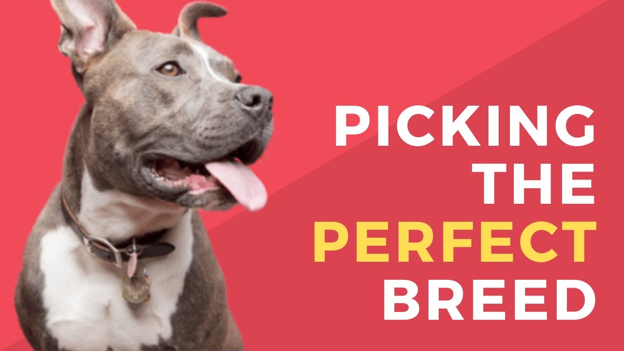 How To Pick The PERFECT Dog For You | Taken From The BARKING FOR BALANCE PODCAST #27