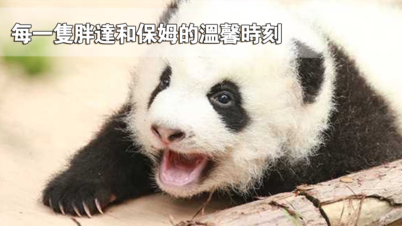 《熊貓主題趴》看看每一隻胖達和保姆的溫馨時刻 | iPanda