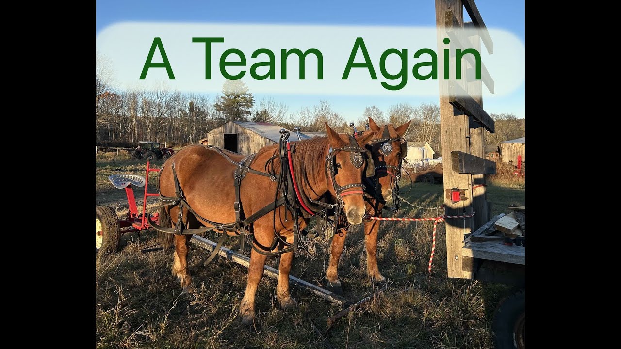 Suffolk Punch Team Back in Action