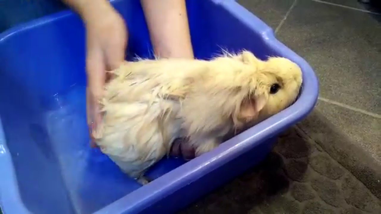 Meerschweinchen baden