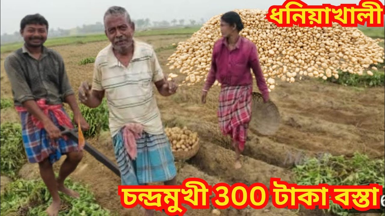 একদিক আলুর দামে ব্যাপক পতন অন্য দিকে অন্যদিকে আলু চাষীরা বিশাল ক্ষতির সম্মুখীন বিশেষ করে ভাগ চাষীরা