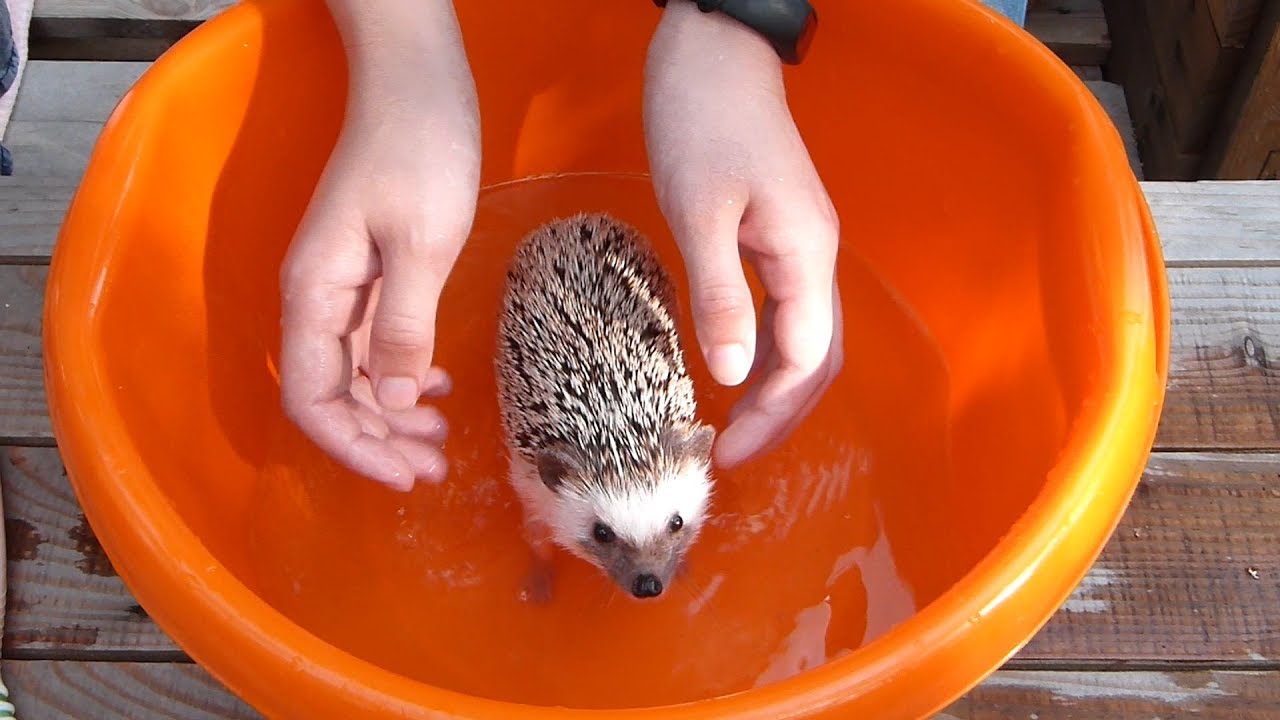 КУПАНИЕ ЕЖА/ Bathing a hedgehog/ ЗАЧЕМ ЕЖУ МАСЛО?