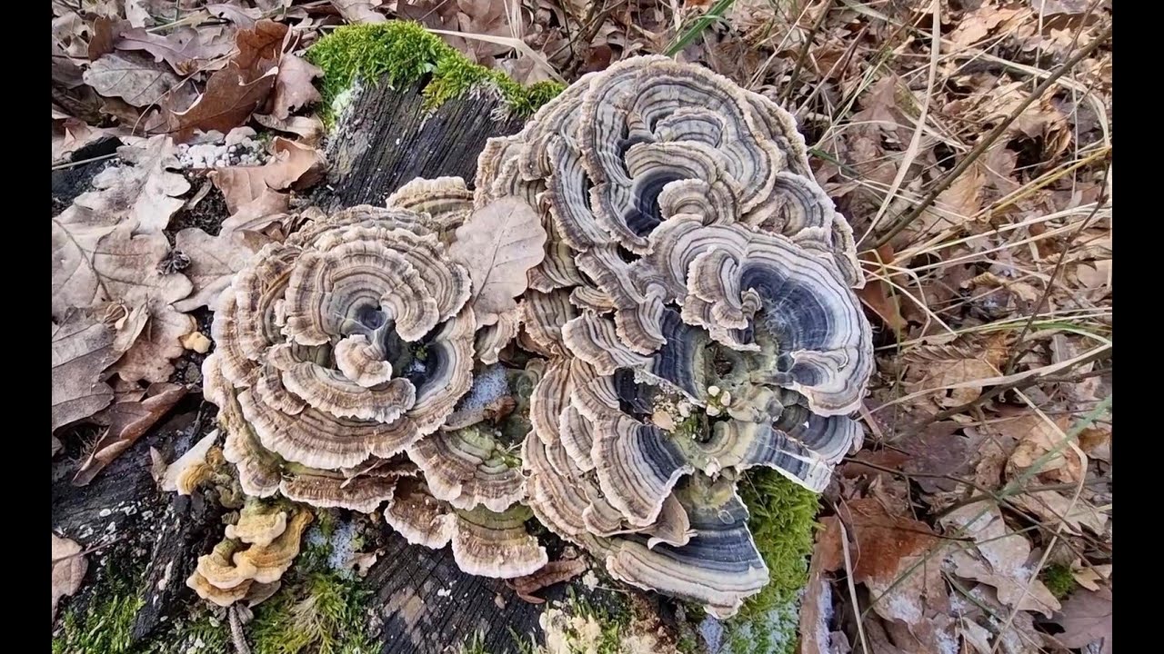 Trúdnikovec pestrý a pečená ryba