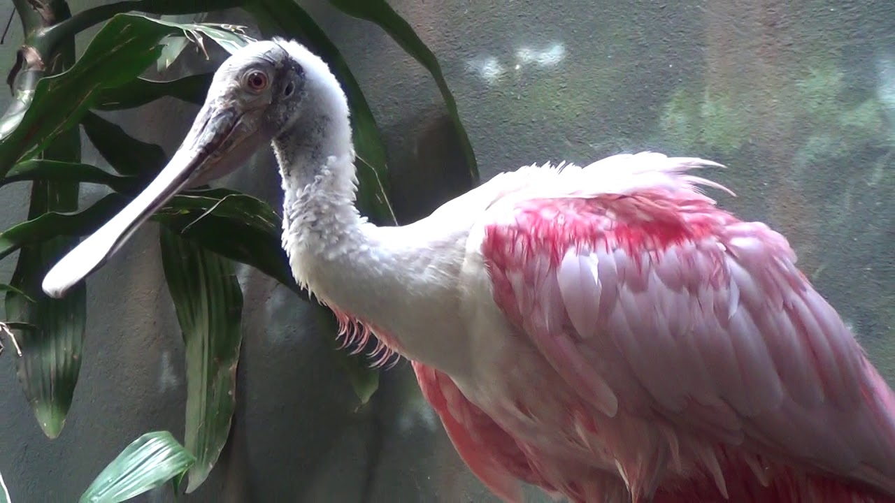 The Bronx Zoo | Aquatic Bird House/Sea Bird Aviary Highlights | Aug. 27th, 2015