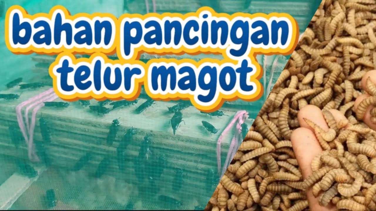 Cara Membuat Pancingan Telur Magot Paling Ampuh | Media Cangkang Pupa, Tempe & Terasi